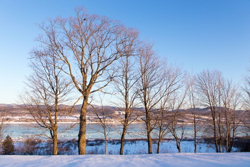 Bare trees seen in snowy field with the St. Lawrence River and the Laurentian mountains in the background, St. Pierre, Island of Orleans, Quebec, Canada