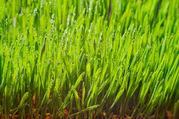 Plakat Green grass with morning dew. Fresh green leaves grass with dew drops, close up