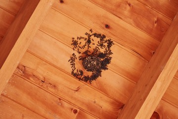 Small black wasp insects emerging from the nest under a wooden roof