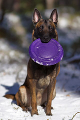 Young Belgian Shepherd dog Malinois sitting outdoors on a snow in winter forest holding a purple flying disc in its mouth