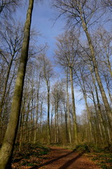 Fototapeta na wymiar Wald mit blauem Himmel