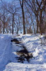 Uphill snow covered walking trail lined with trees on a sunny winter day