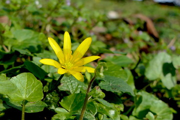 gelbe Anemone im Wald