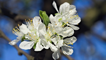 flowering trees