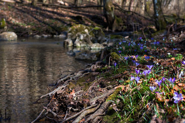 clean forest stream in spring, river flowing with blooming snowdrops, saffron