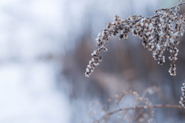 Winter wonderland, frozen flowers, snowy nature