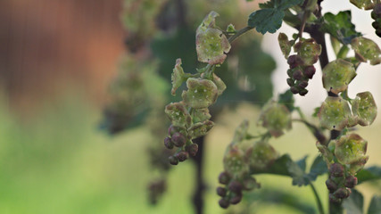  currant flower