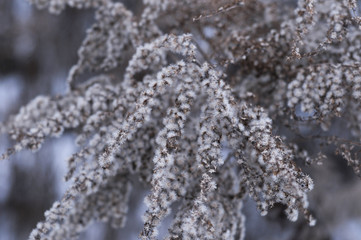 Winter wonderland, frozen flowers, snowy nature