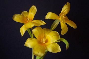 Beautiful background with a bouquet of yellow tulips  (Tulipa)	