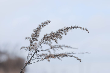 Obraz premium Winter wonderland, frozen flowers, snowy nature