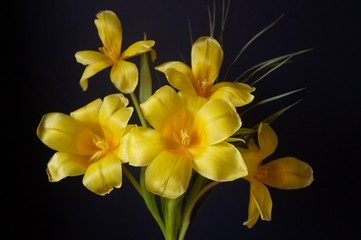 Beautiful background with a bouquet of yellow tulips  (Tulipa)	