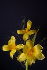 Beautiful background with a bouquet of yellow tulips  (Tulipa)	