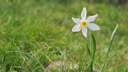 narcissus in the grass