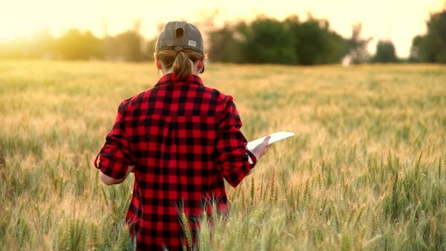 Farmer in a wheat field uses a digital tablet. Slow motion