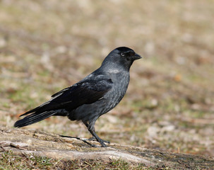 Obraz premium Jackdaw