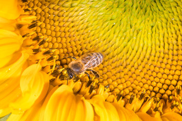 Honey bee collects pollen on a sunflower
