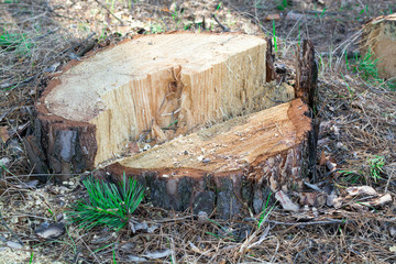 fresh stump of old pine in the forest