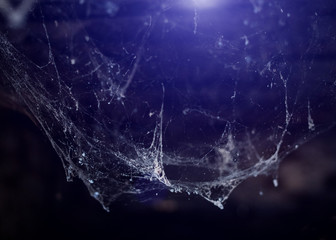 Horror cobweb  spider web   in   old basement isolated 