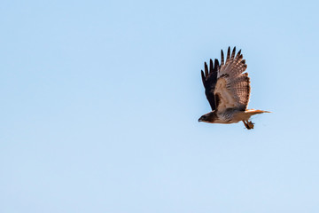 osprey in flight