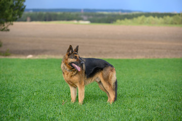 German shepherd running on a green meadow