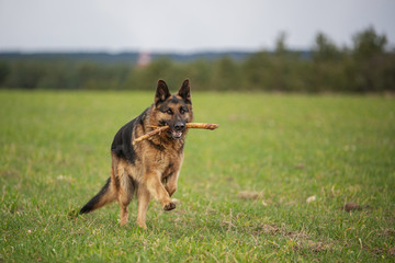 German shepherd running on a green meadow