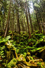 ferns in the forest