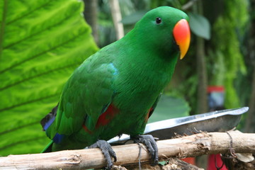 colorful parrot on a branch