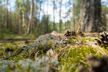 Fototapeta na wymiar Cones on the Pine Forest Moss. Blurry Background. Belarus