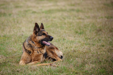 German shepherd running on a green meadow
