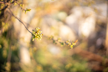 Early spring. Cherry branch with buds on a spring green background. Copy space.