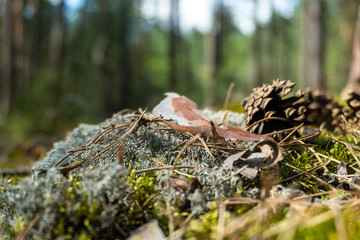 Cones on the Pine Forest Moss. Blurry Background.