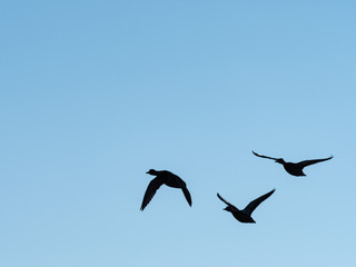 Silhouette of three wild ducks in flight on blue sky background. silhouette of wild ducks in flight.