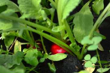 Ripe red radish on a garden bed in a greenhouse. Spring first harvest.
