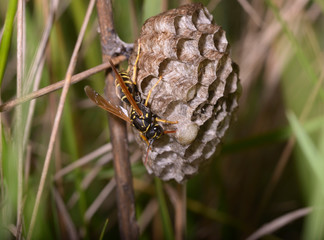 Wasp guarding nest combs offspring