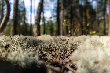Spruce needles on the Pine Forest Moss. Blurry Background.