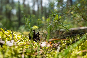Cones on the Pine Forest Moss with plants. Blurry Background. Belarus