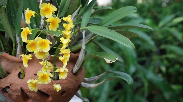 fresh dendrobium yellow orchid flower with green leaves in clay pot and windy blowing