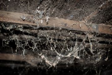 Horror cobweb  spider web   in   old basement isolated 