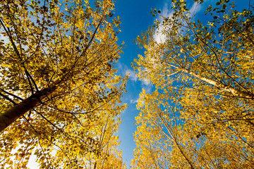 trees with yellow leaves and blue sky