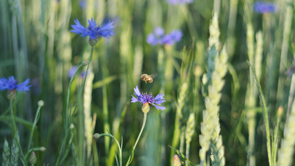 bee on  cornflowers