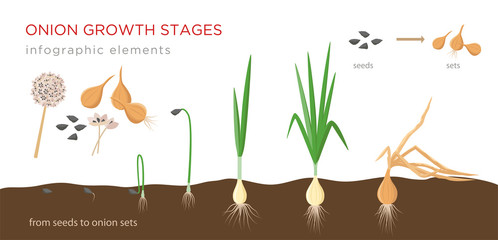 Onion plant growing stages from seeds to onion sets - first year development of onion seeds - set of botanical detailed infographic elements, vector illustrations isolated on white background.