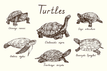 Turtles collection, Chinemys reevesii, Emys Orbicularis, Chelonoidis-nigra,   Chelonia mydas, Geoemyda spengleri, Trachemys scripta elegans,  hand drawn doodle, drawing sketch - 330826174