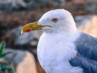 seagull