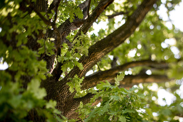 oak with green leaves
