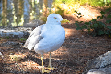 seagull