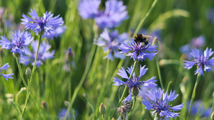 bumblebee on  cornflowers