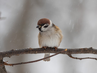 The Eurasian tree sparrow (Passer montanus) is a passerine bird in the sparrow family.