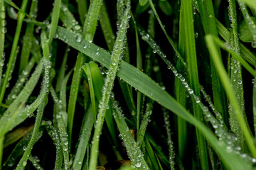 Fototapeta premium blades of grass with drops of dew