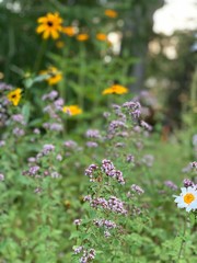 Obraz premium black eyed Susan, oregano, herbs, wildflowers