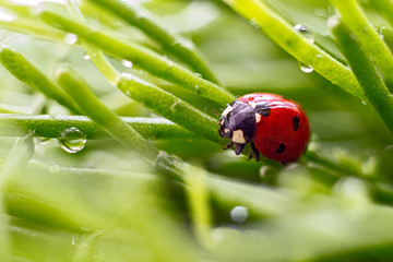 ladybug on green branches